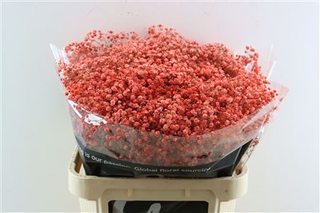 Gyps Grof Coral (dip)