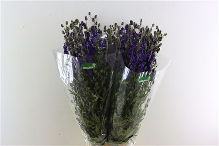 Aconitum Na Pyramidale