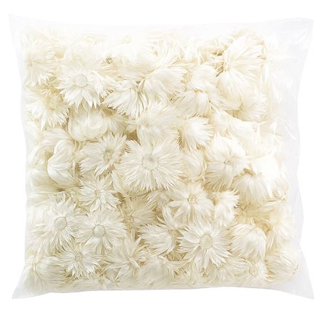 Capblumen Heads 120pc 50gr