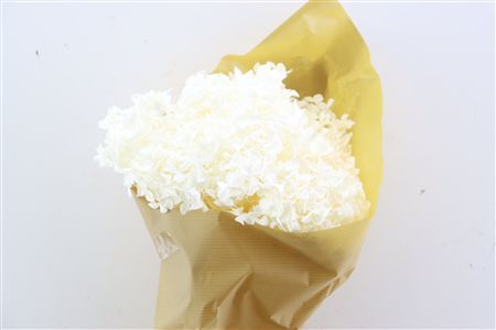 Pres Hydrangea Bleached Bunch