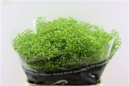 Gyps Grof Apple Green (dip)