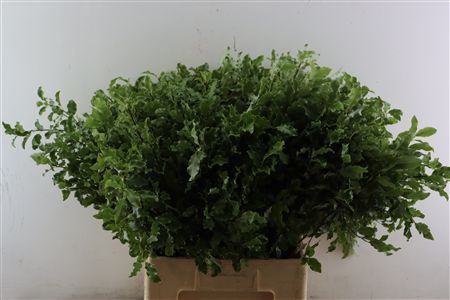 Pitto Groen Per Tak 70 Cm
