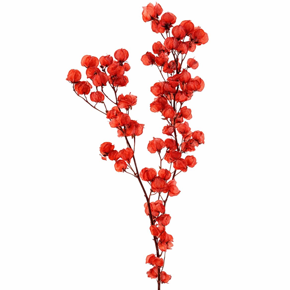 Dried Bougainvillea X5 Red Bunch