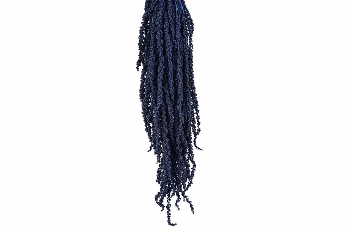 Pres Amaranthus Caud Antracite Bunch