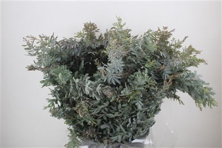 Mimosa Baleana P Bunch