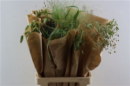 Siergras Mix