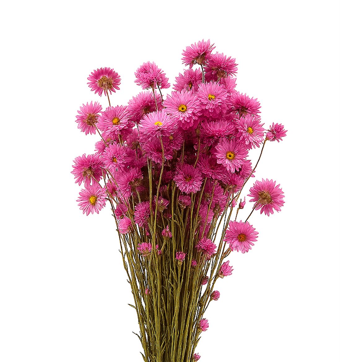 Dried Acroclinium Nat Pink Bunch