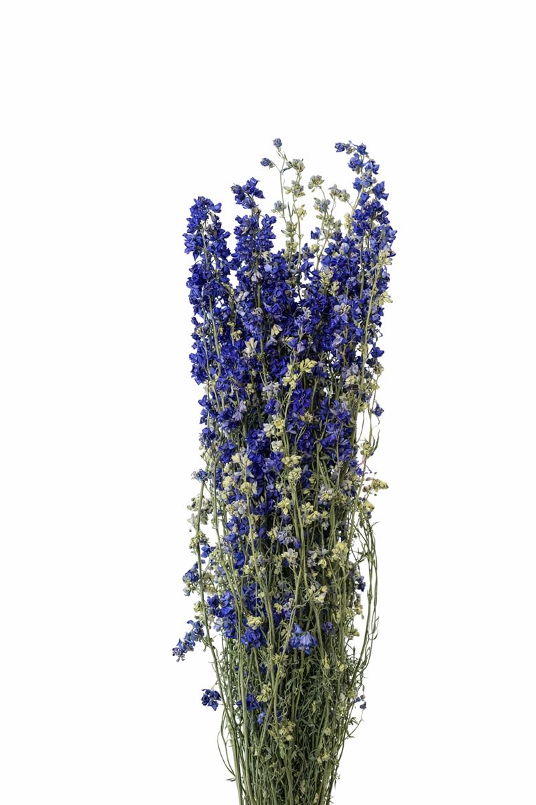 Dried Delphinium Blue Extra Bunch
