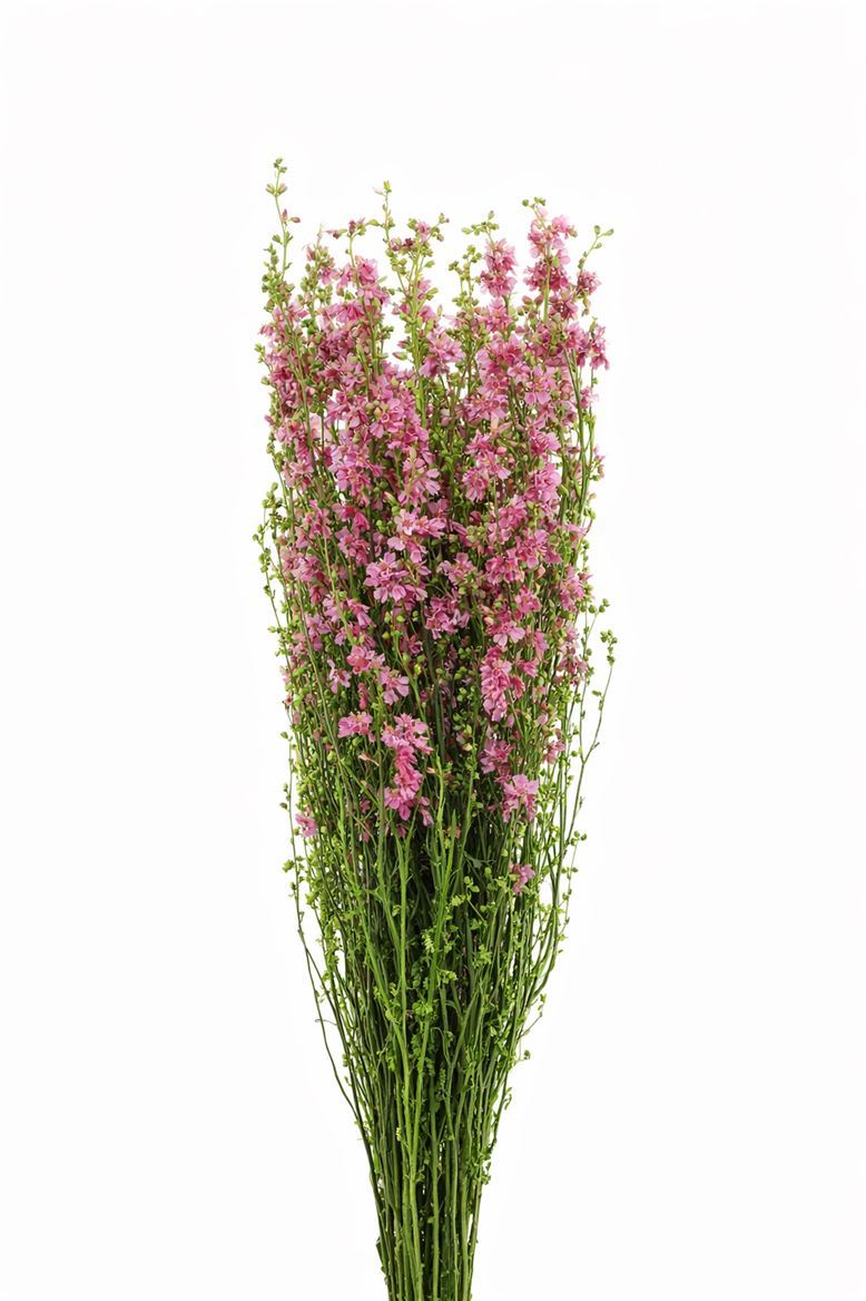Dried Delphinium Pink Extra Bunch