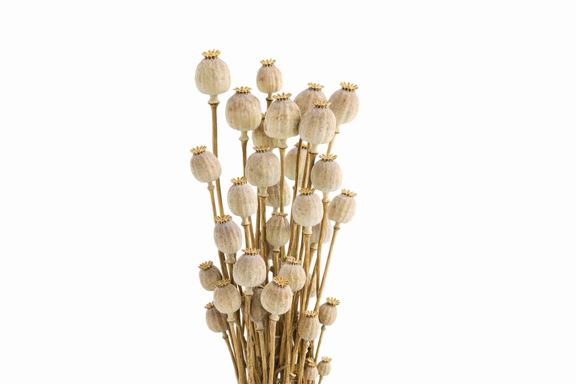 Dried Papaver Natural Bunch