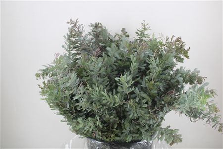 Mimosa Baleana P Bunch