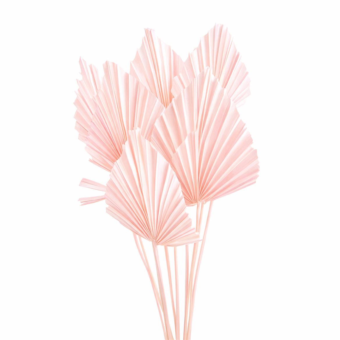 Dried Palm Spear 10pc Lightpink Bunch