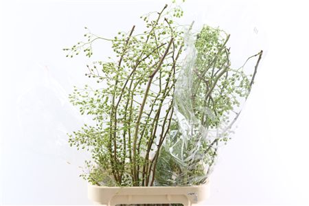 Rosa Corallo 110cm Ptk