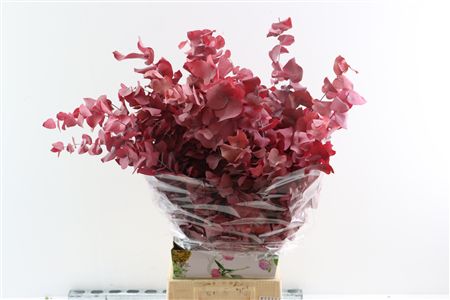Pres Euca Stuartiana Pink Lady Bunch