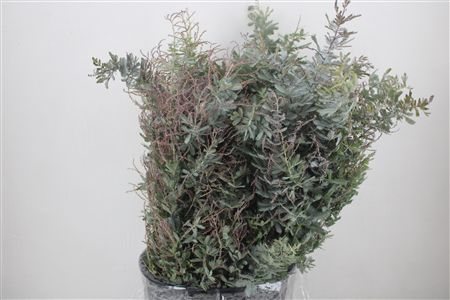 Mimosa Baleana P Bunch