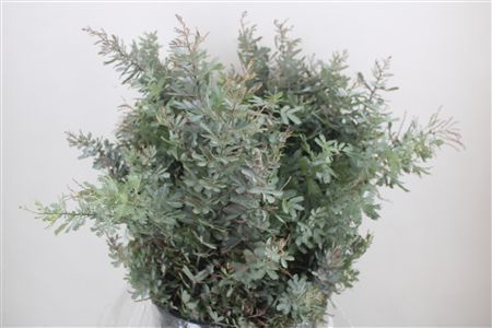 Mimosa Baleana P Bunch