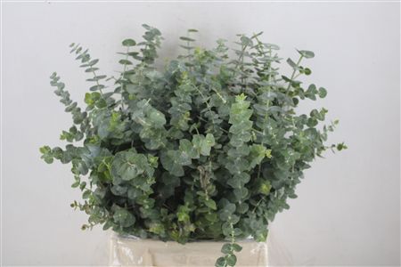 Euca Baby Blue Short 150gr P Bunch