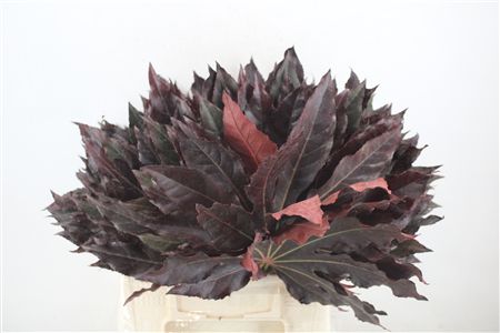 Aralia Red P Stem