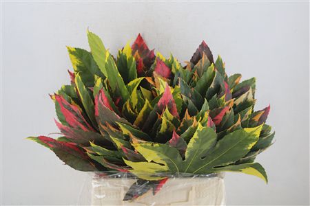Aralia Mix P Stem