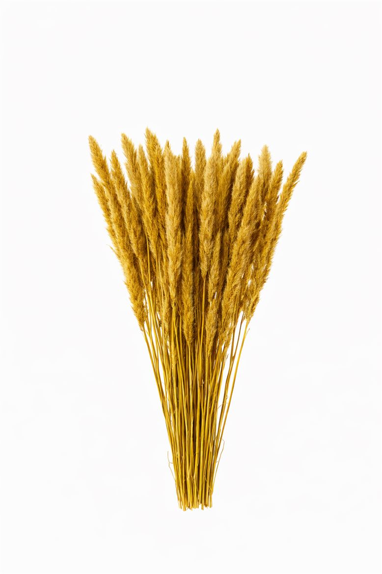 Dried Fluffy Pampas Yellow Bunch