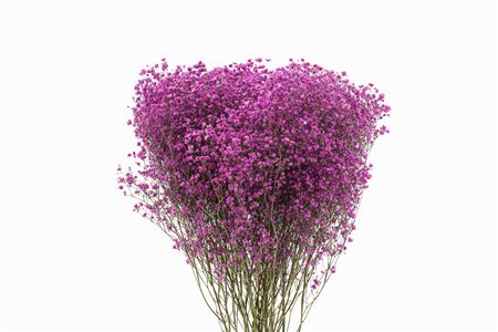 Dried Gyps Cerise Bunch