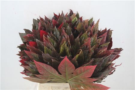 Aralia Autumn P Stem