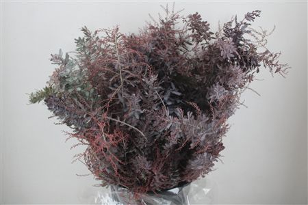 Mimosa Baleana Abs Red P Bunch