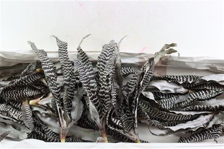 Cryptan Tigerinus Black