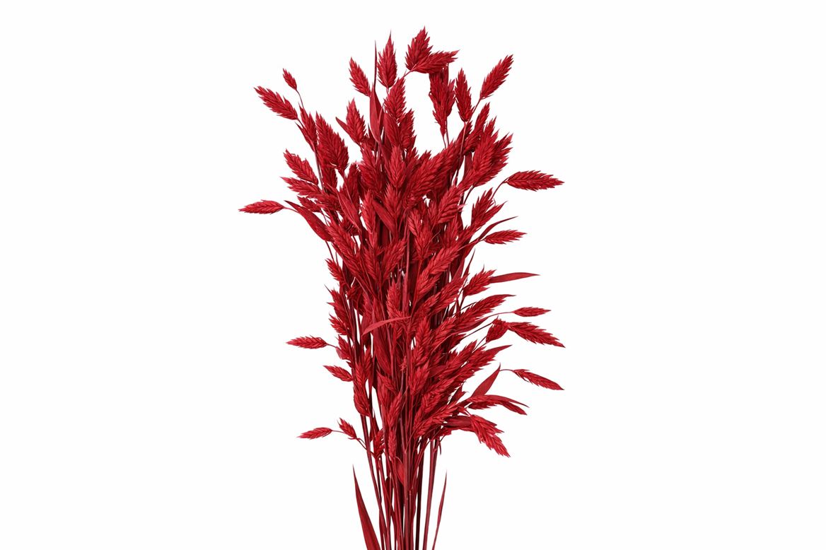 Dried Chasmantium Bordeaux 10pcs Bunch