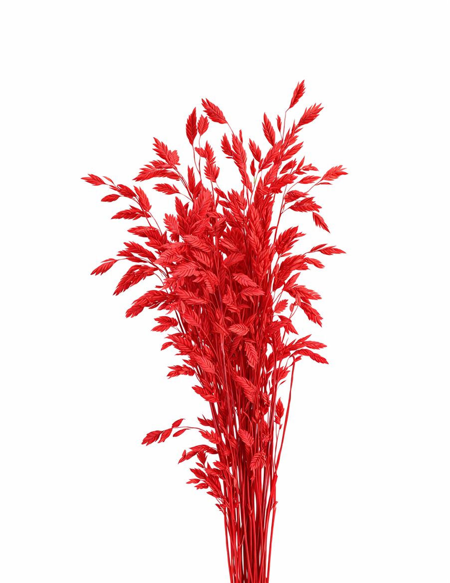 Dried Chasmantium Red 10pcs Bunch