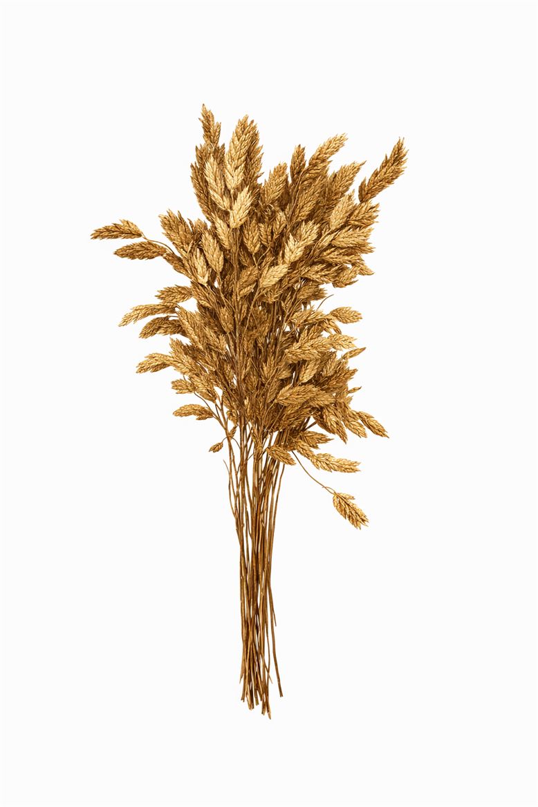 Dried Chasmantium Gold 10pcs Bunch