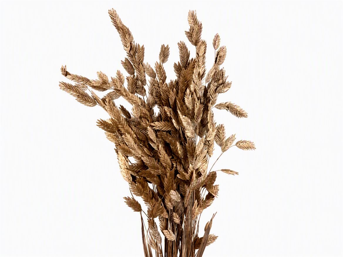 Dried Chasmantium Champagne 10pcs Bunch