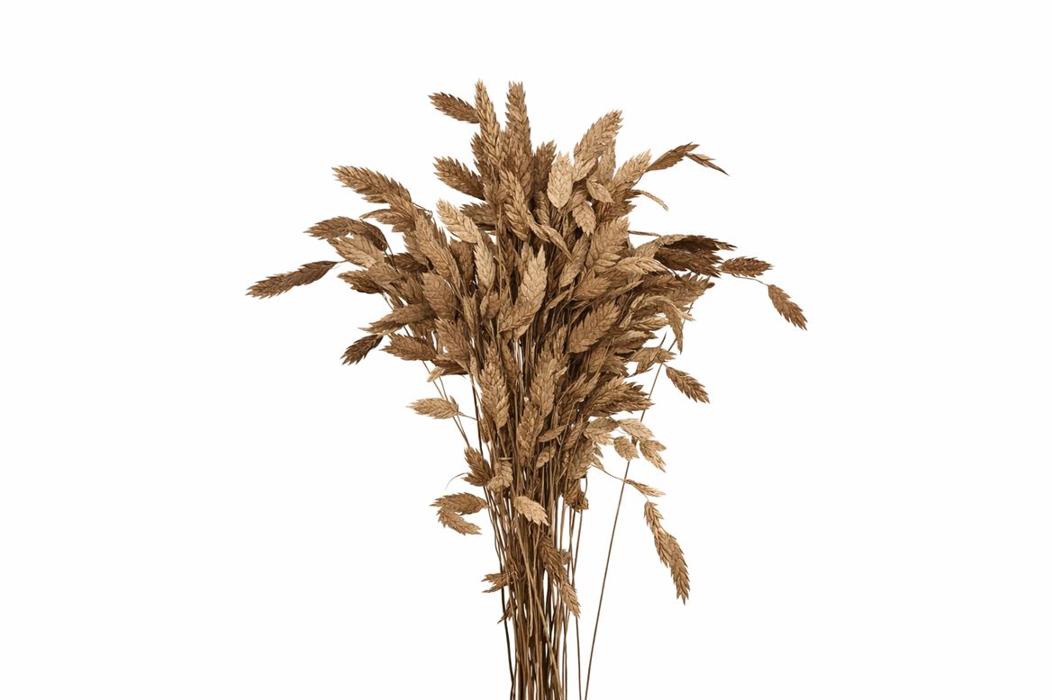 Dried Chasmantium Copper 10pcs Bunch