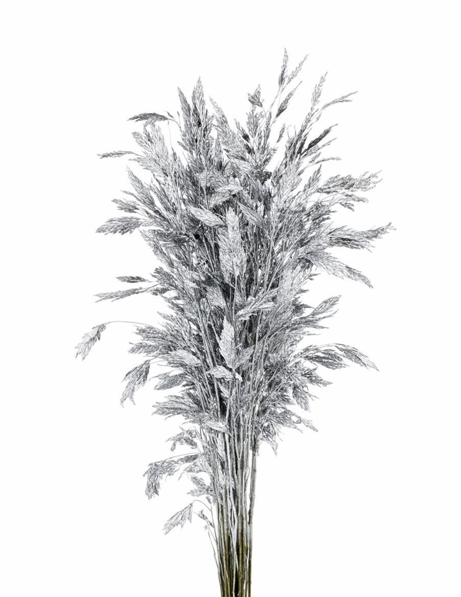 Dried Chasmantium Platina 10pcs Bunch