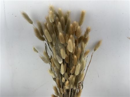 Dried Lagurus Natural Bunch100gr