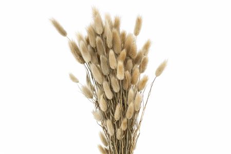 Dried Lagurus Natural Bunch 100gr