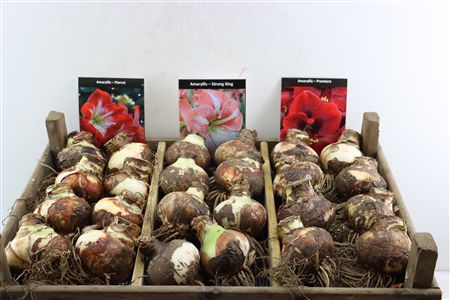 Hipp Dry Bulb Mix Super In Wooden Crate