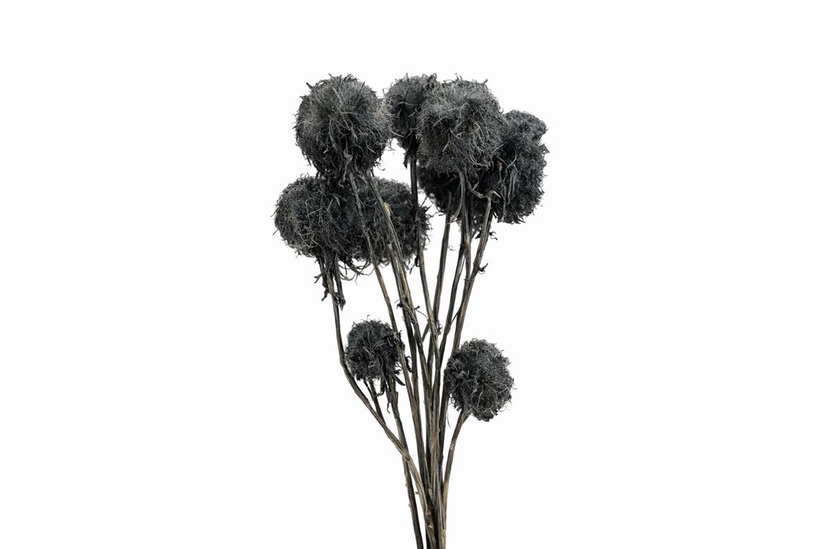 Pres Scabiosa 10pc Grey Bunch