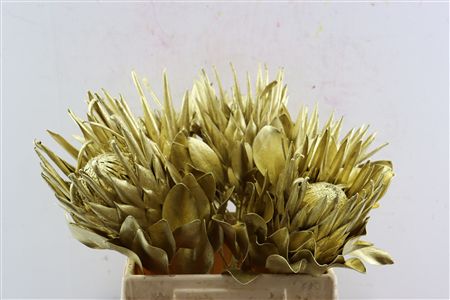 Protea King Klbh Goud