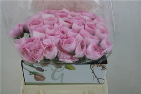 Ran Cloni 1 Hanoi Pink