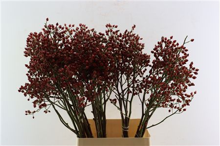 Rosa Magical Pride 100cm