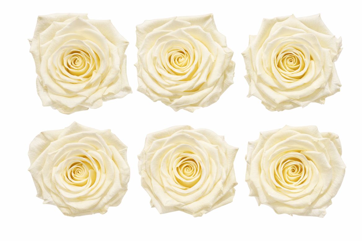 Ro Pres Classic Creme