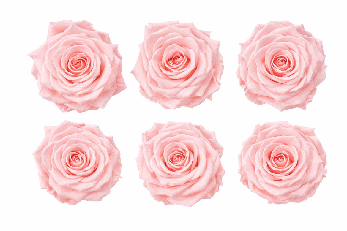 Ro Pres Classic Pink Soft