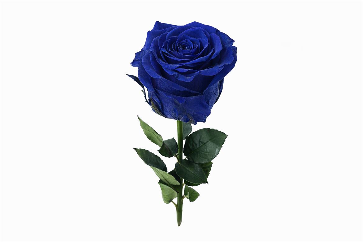 Ro Pres Stem 30cm Blue