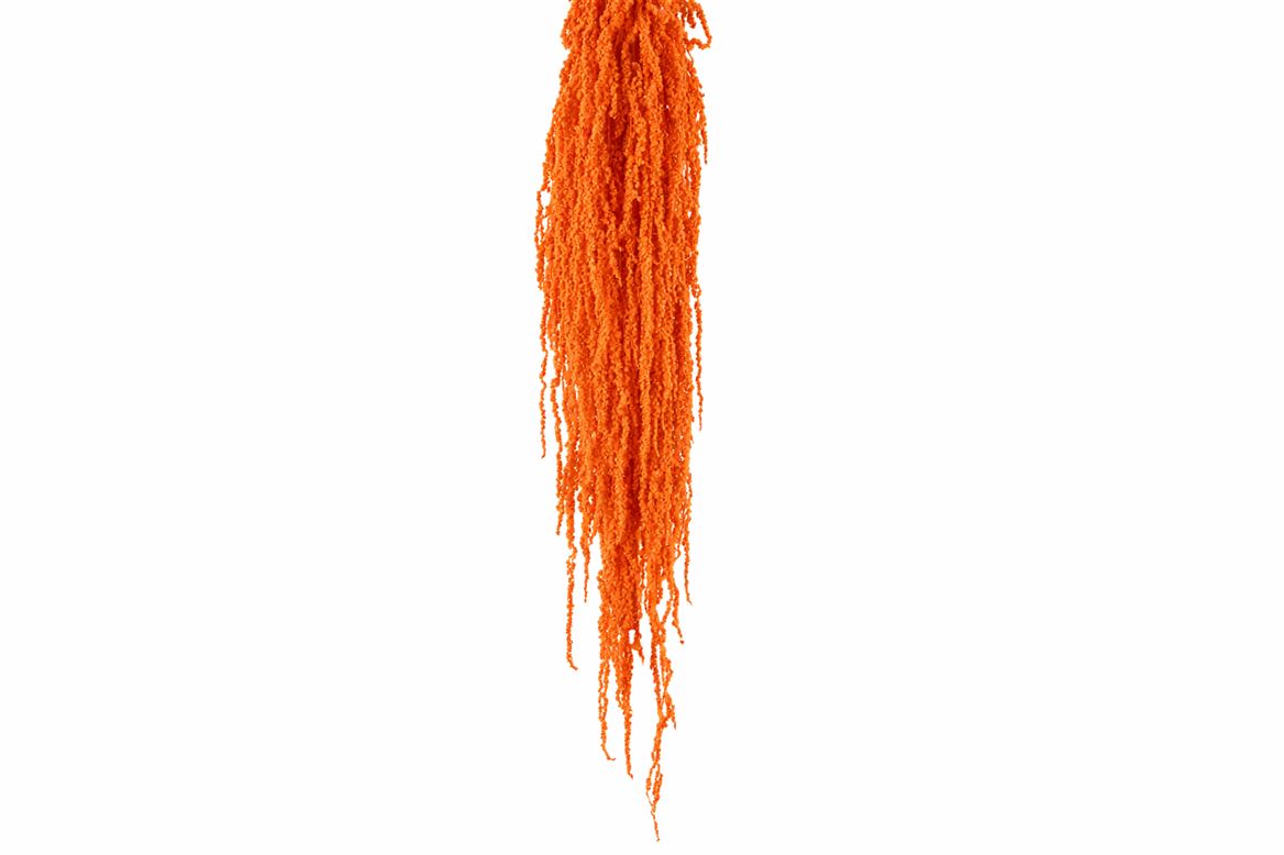 Pres Amaranthus Caud Salmon Bunch