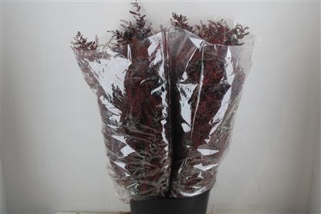 Mimosa Baleana Abs Red P Bunch