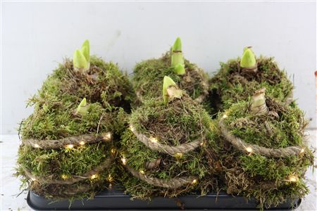 Arr Hipp Mosbol Rope Lights Mo-07