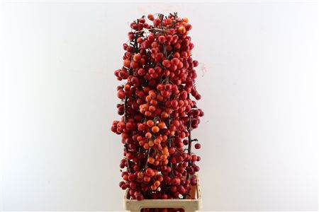 Malusappel Red Sentinel