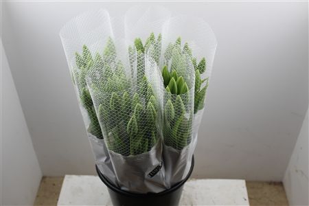 Tu Fr En Maureen Super