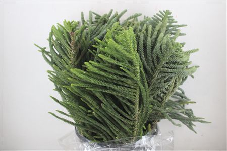 Araucaria Araucana P Bunch